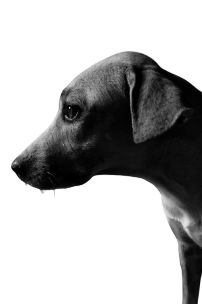 Black and white profile of a dog emerging from darkness